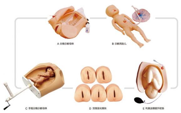 腹部觸診、分娩機(jī)轉(zhuǎn)綜合模型KAS/F54