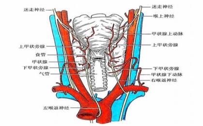 喉返神經監測儀品牌推薦與生產廠家介紹